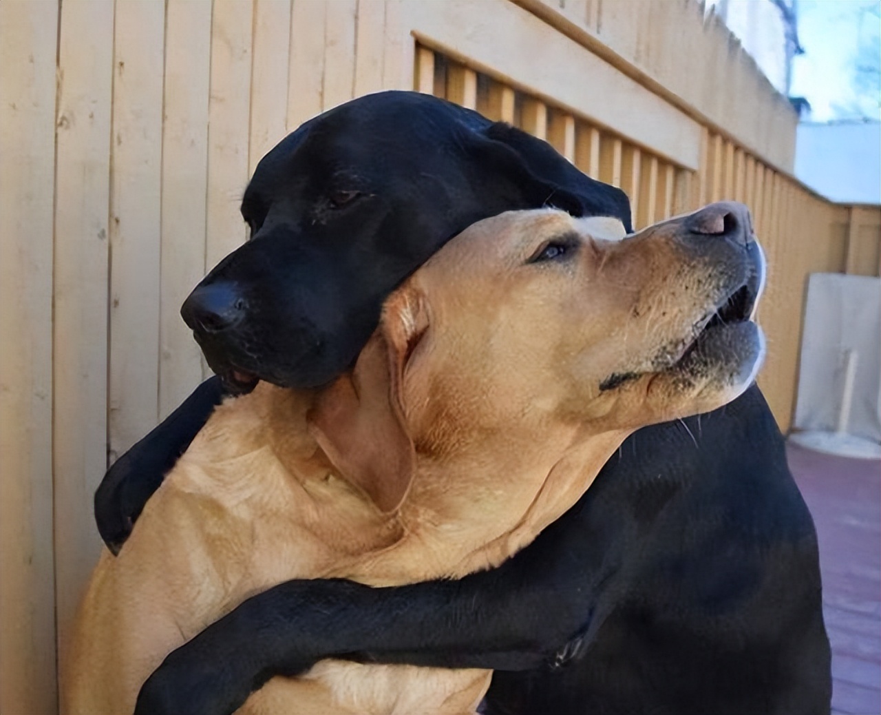 狗狗的"交流"方式,你知道多少?