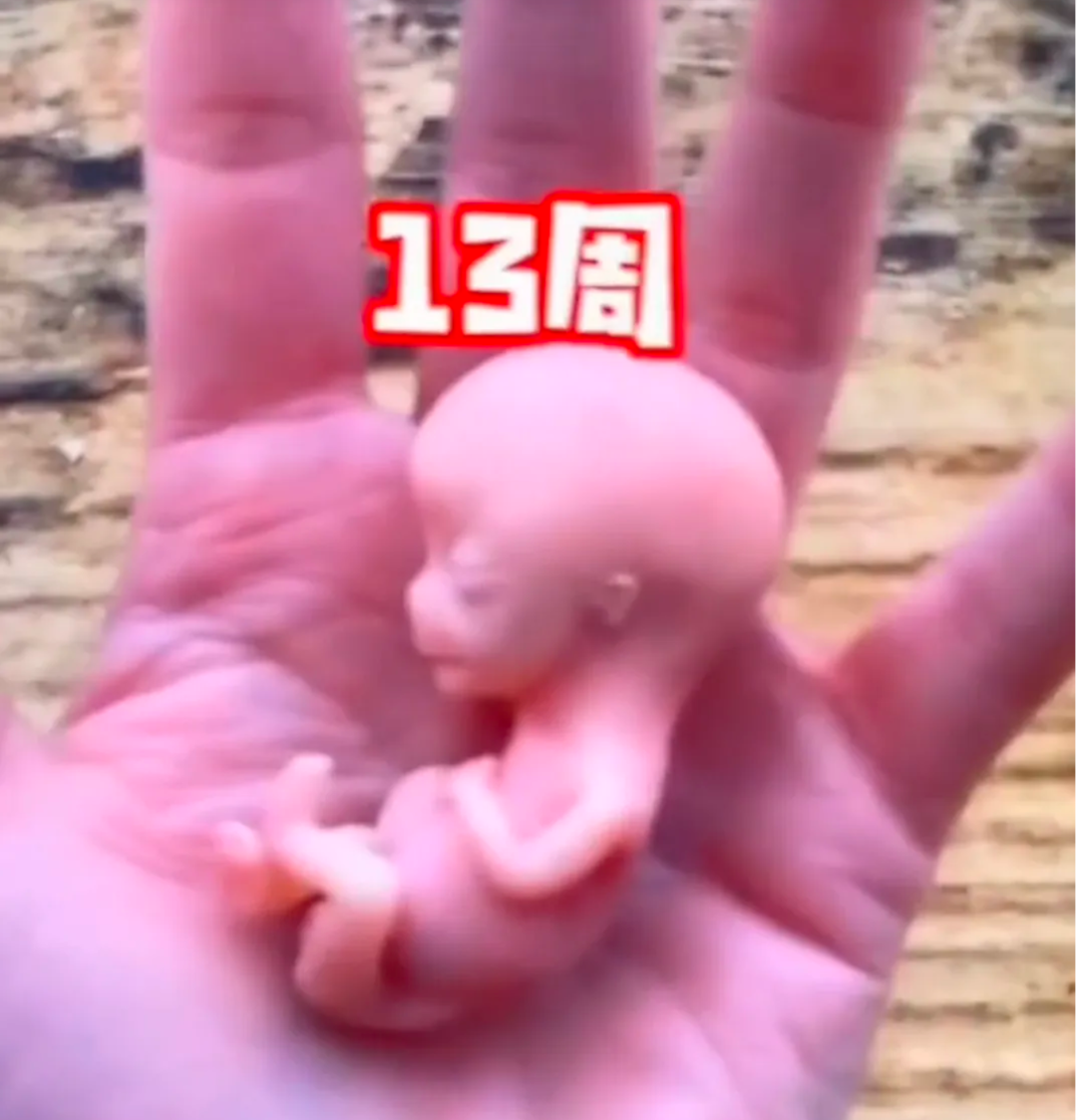 婴儿在妈妈肚子里的图片(胎宝宝在手心里长大的过程,从第3周到第30