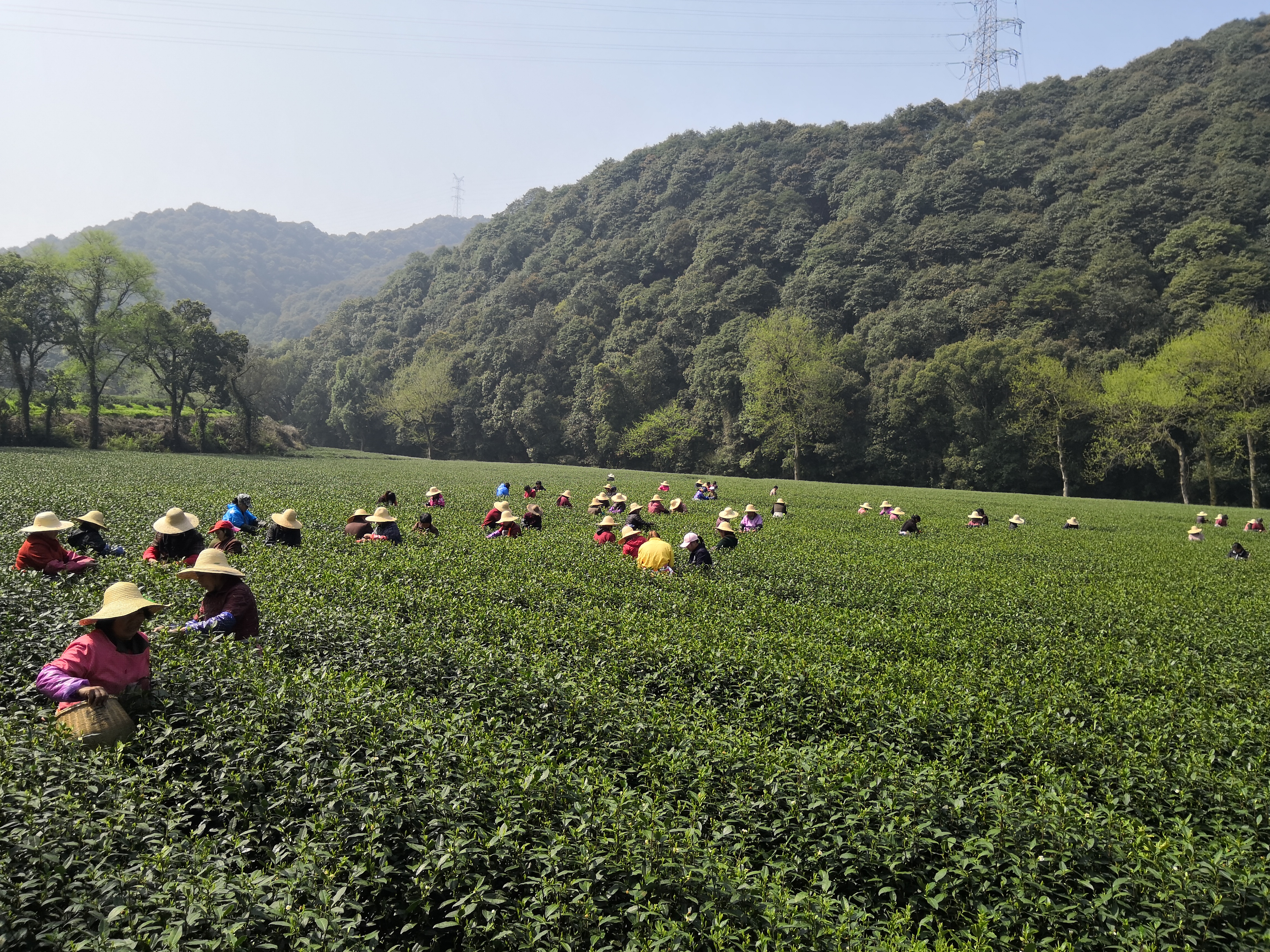 散尽红尘纷扰事 人间清欢一盏茶 深藏在诗词风雅里的十首绝美茶诗