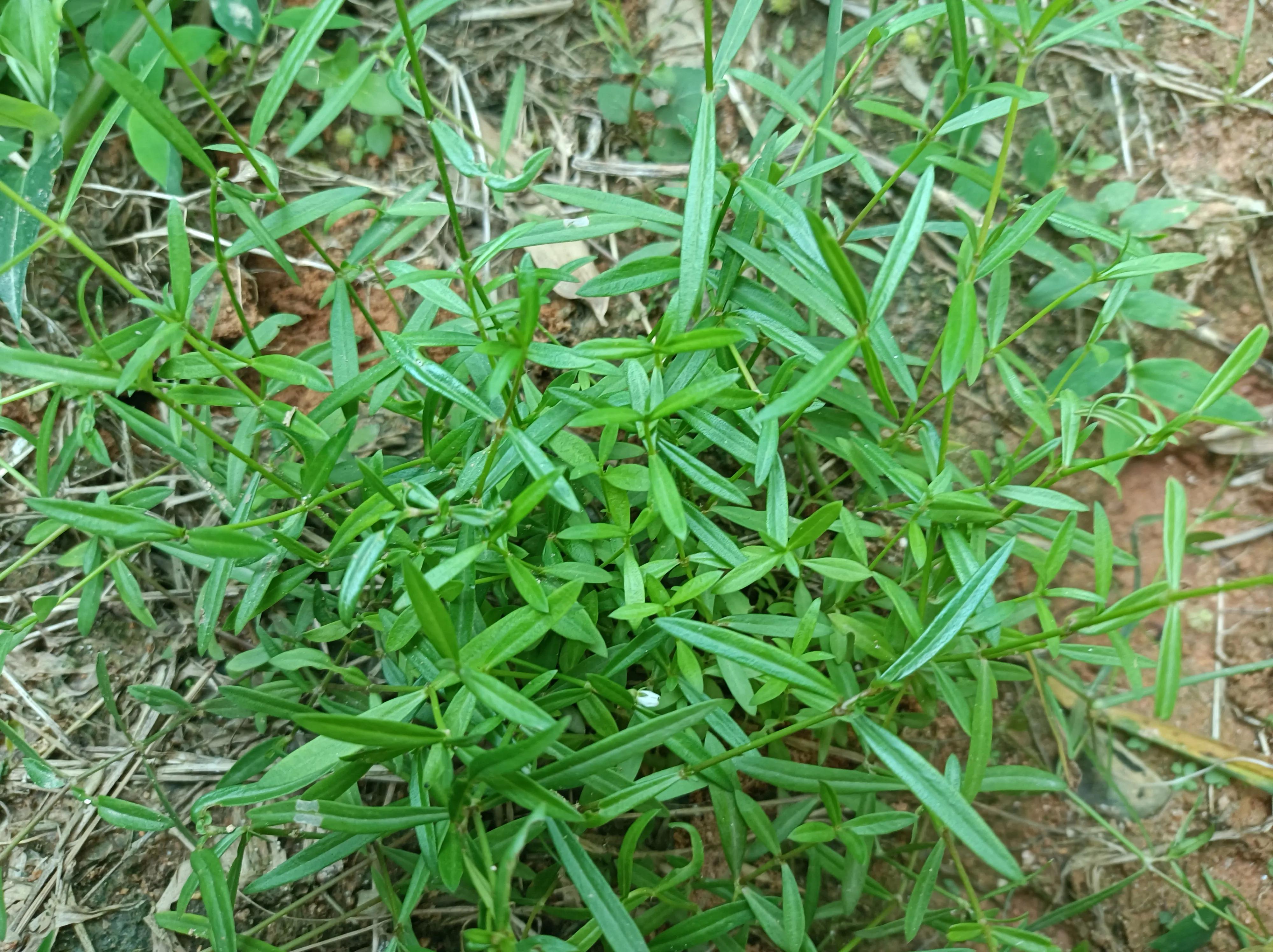 蛇舌草(田边发现这种"蛇舌草",请不要除掉,价值很高,对癌肿有奇效)