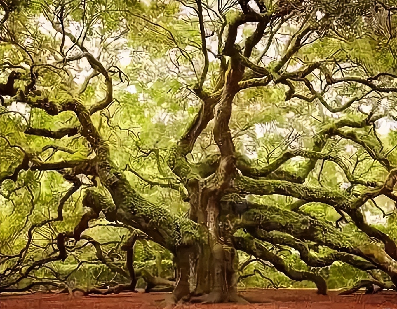 在我国西南地区,生产一种极为珍贵的树木,名叫"金丝楠".