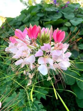 醉蝶花，醉人的夏夜花、蝴蝶花