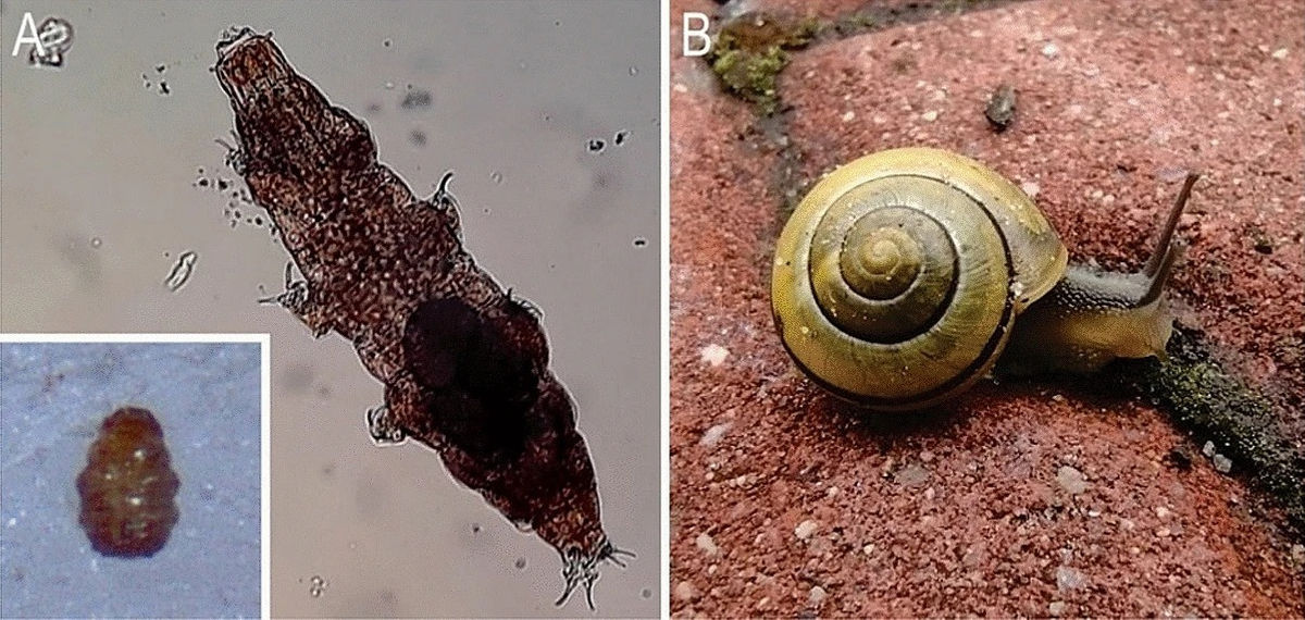 5种不死虫云南虫谷不死虫