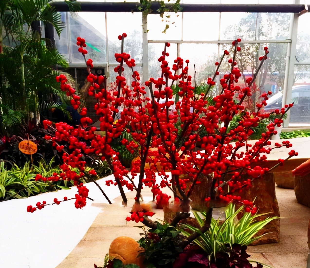 7种"年宵花",很多人养不活,年年买,年年"死",为啥还买?