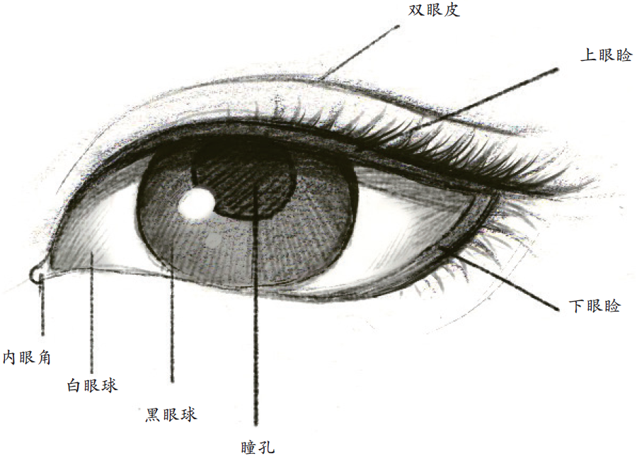 水彩中的古风人物眼睛画法,一涂一描,征服了无数人