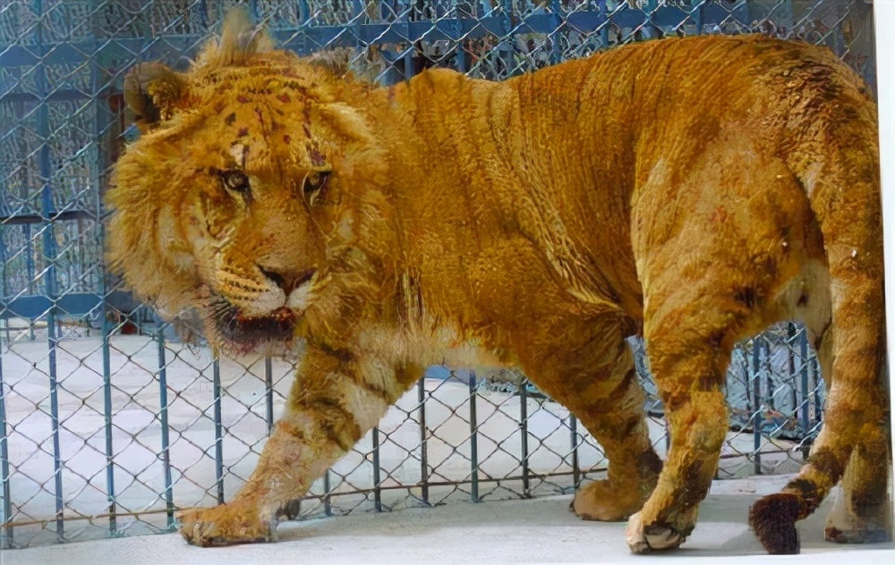 令人惊叹的九种杂交动物,长得像羊的猪,体重竟然重达500公斤