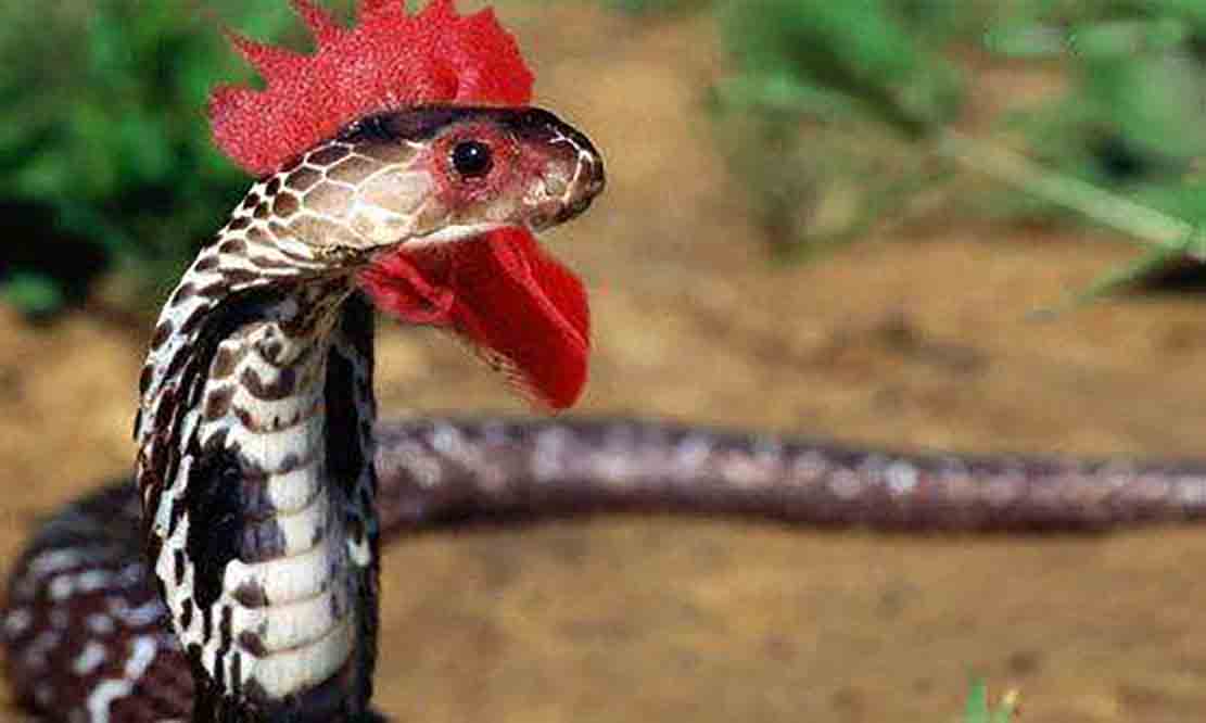 鸡冠蛇,家蛇,香蛇真的存在吗?它们又有着怎样的传说呢?