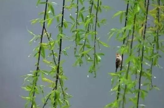 6首优美春雨诗词，小楼听雨，雨中观花，浪漫了整个春天