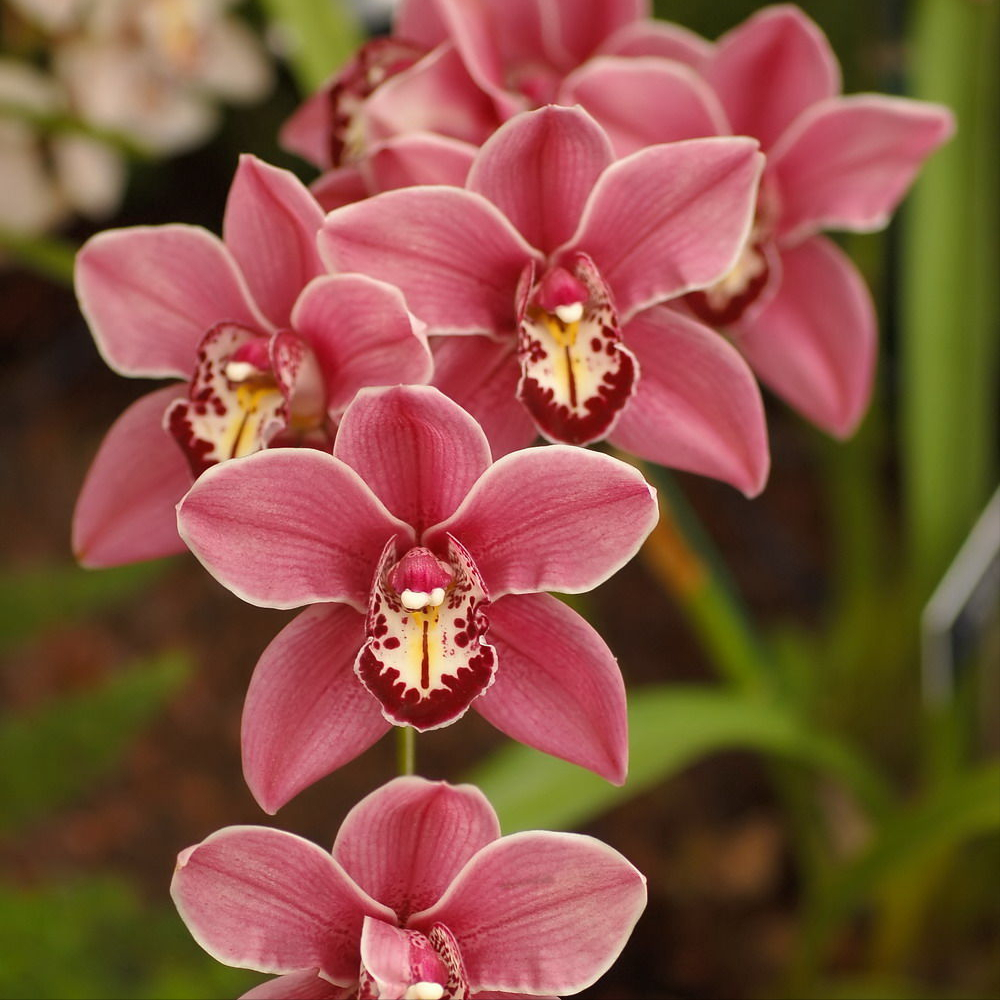 爆竹声中一岁除 ,春风送暖入屠苏.