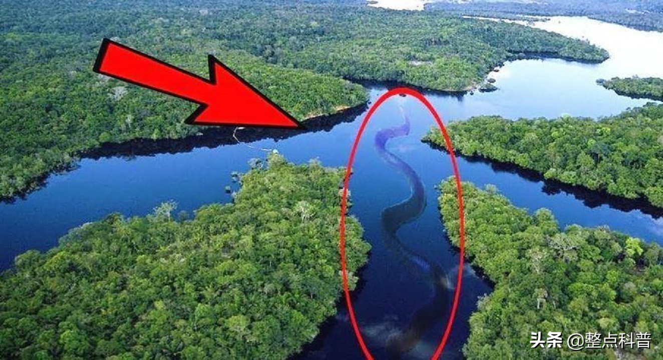 1米,但体重仅有65公斤;而所捕获的亚马逊森蚺虽然只有6米左右,体重却