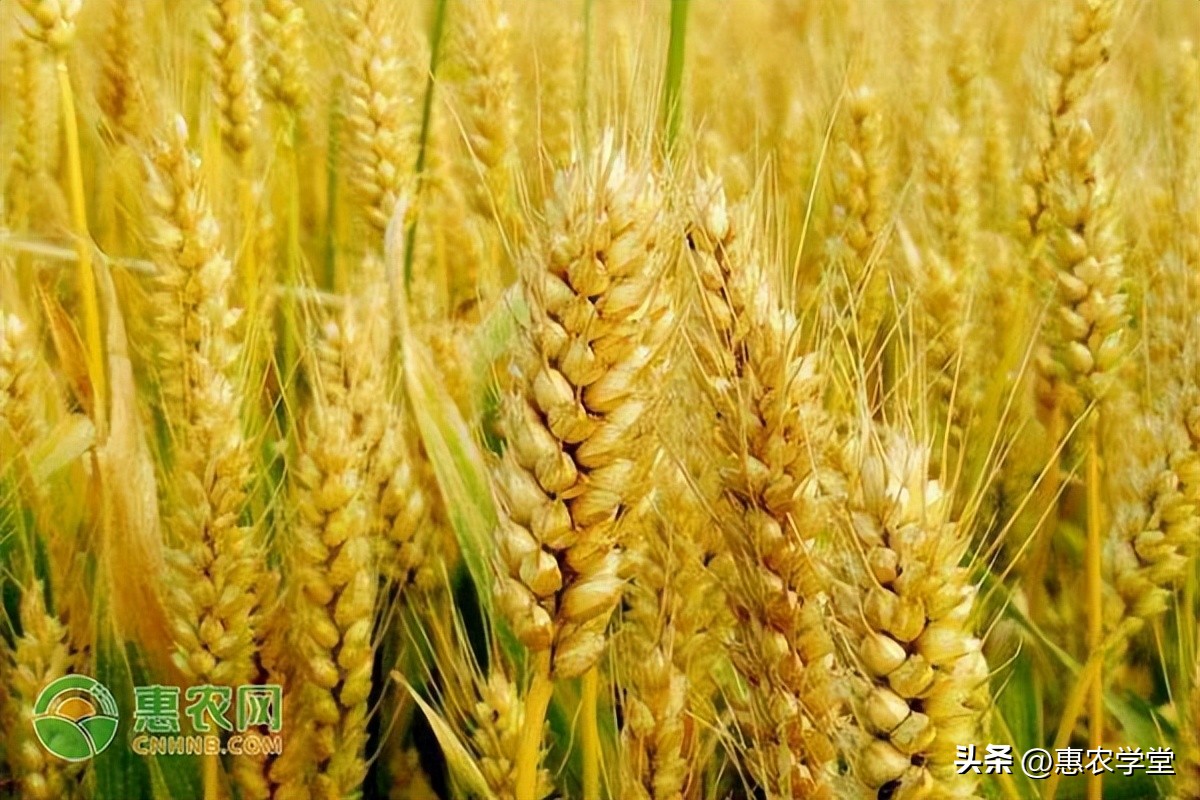 吉林省小麦价格今日（今日山东小麦价格）