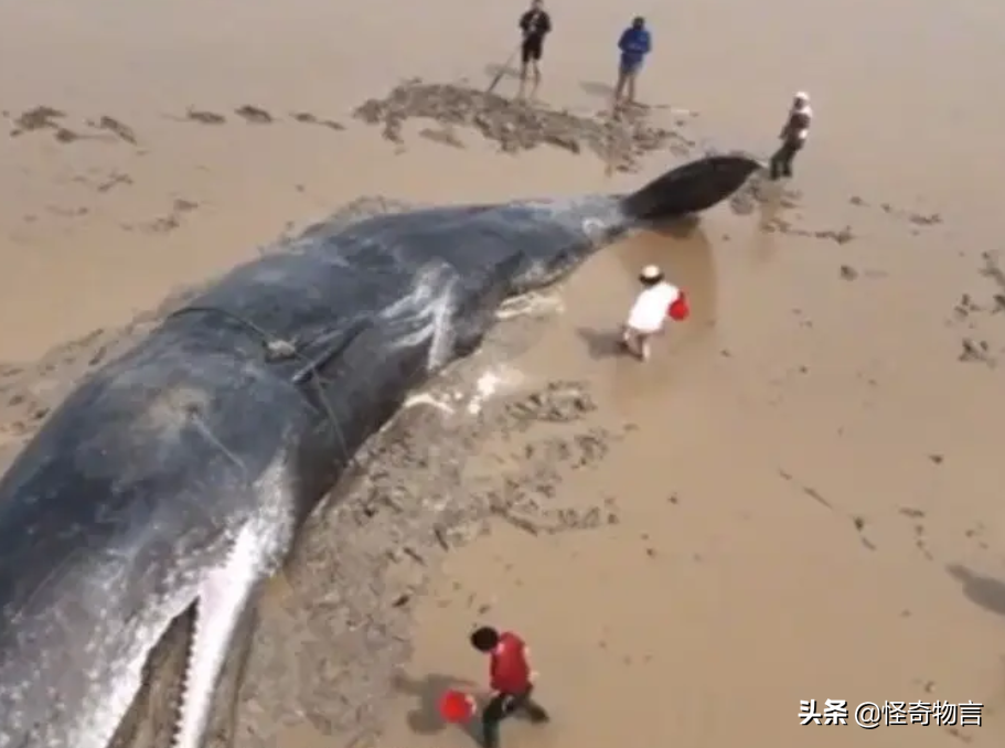 鯨魚為何常年被擱淺，是人為還是自然？如何拯救擱淺的鯨魚？
