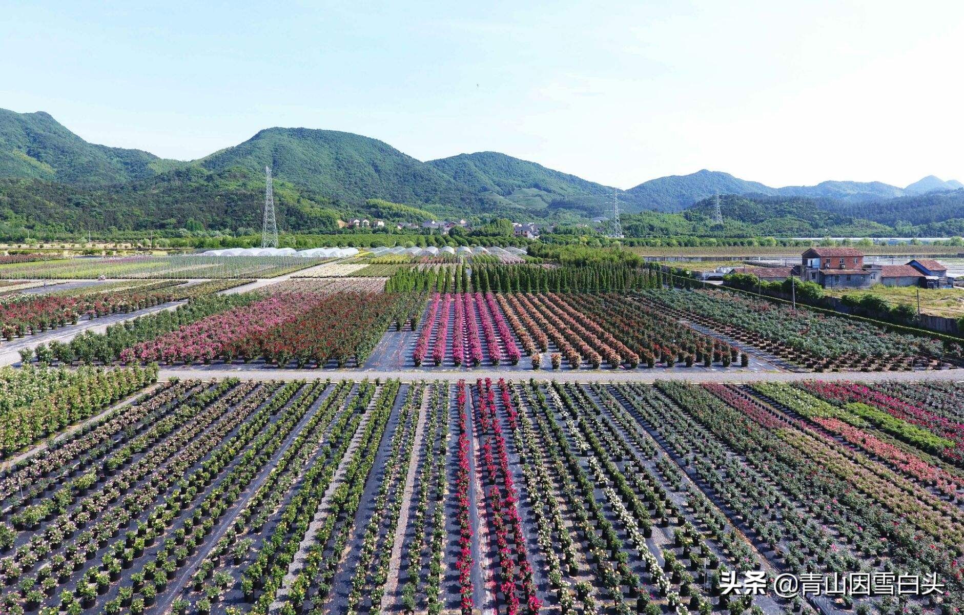 中国最大紫薇基地图片