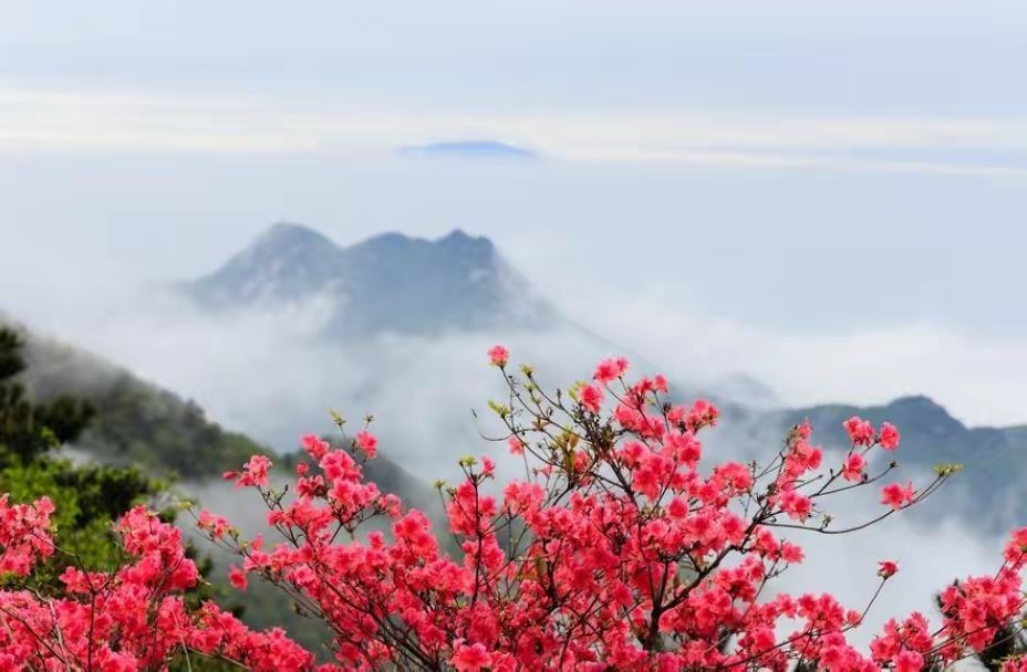 八首杜鹃花古诗欣赏，让这个春天美不胜收