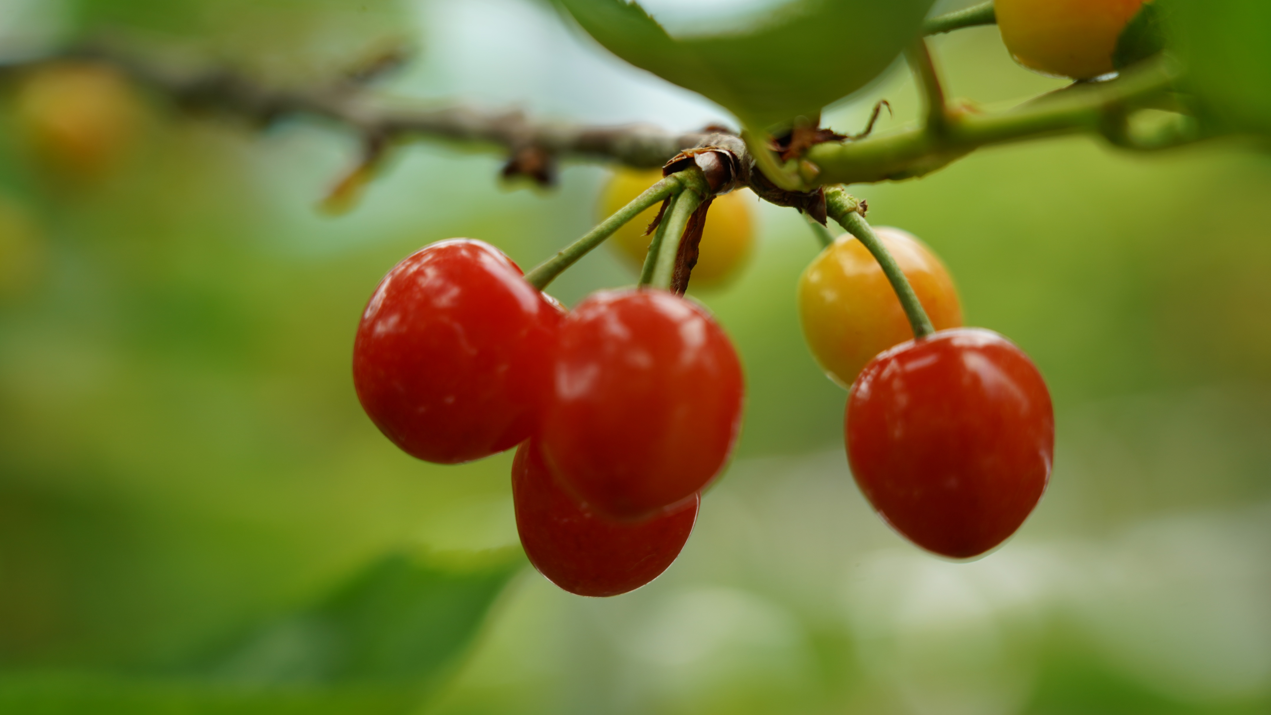 在"红色地标"中共云南一大会址查尼皮村的樱桃园里,红色,黄色的果子挂