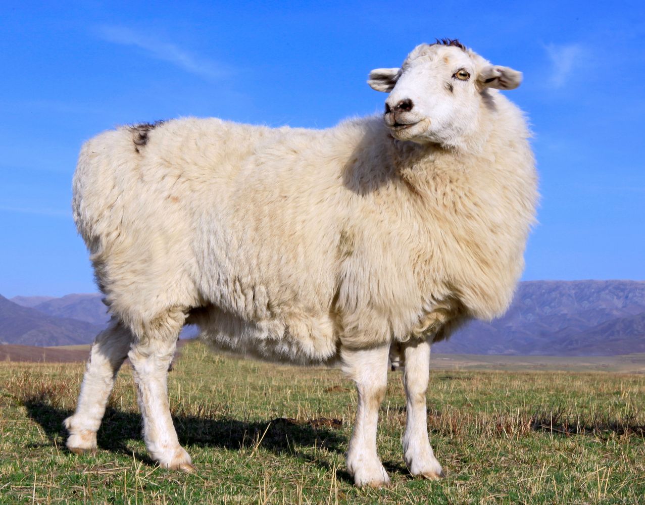 山羊水门高清图片(山羊水门流血)_软猪手游网