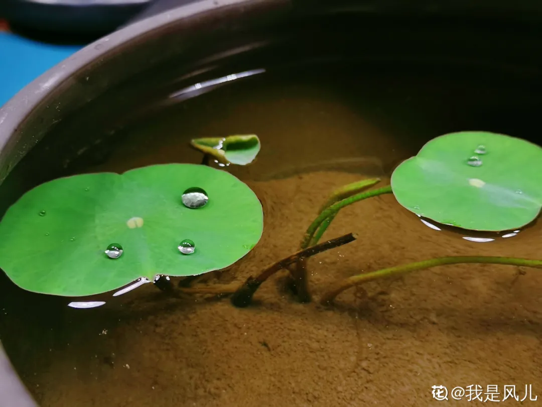 碗里就能种的荷花，1节藕种土里，初夏就开花