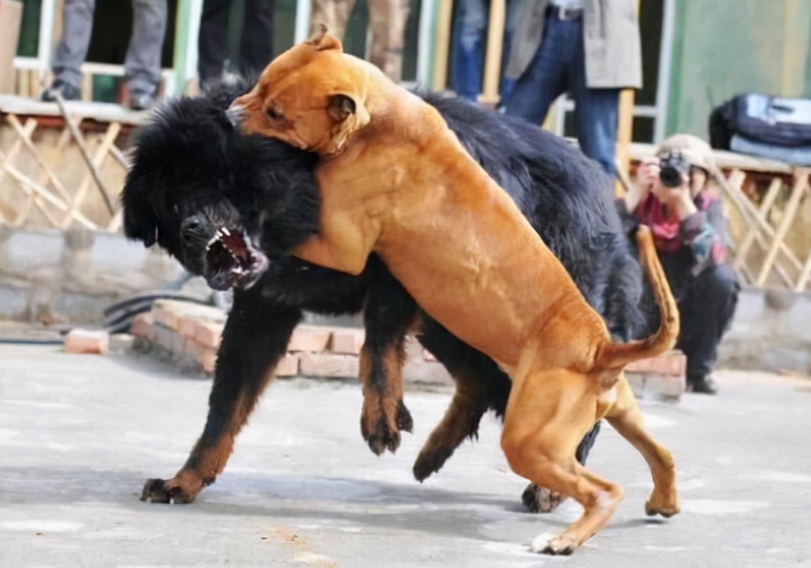 比特犬发狂挣脱铁链，云林县80岁老人被咬伤！比特犬有多危险？