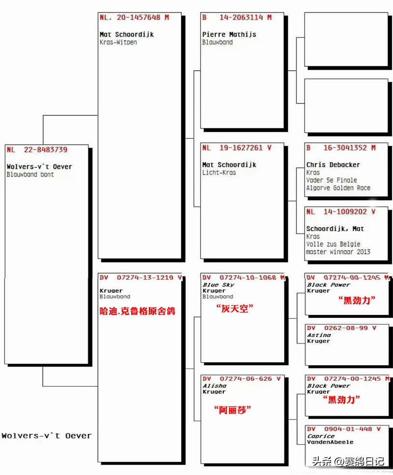 鲁迪海纳鸽图片大全(德国条顿堡森林公棚决赛冠军：哈迪.克鲁格血统)