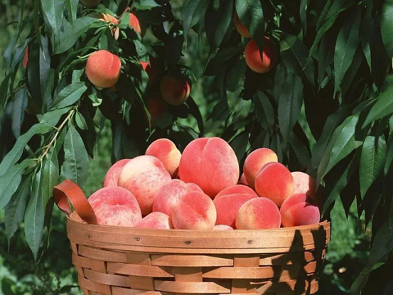 桃子美味誘人，夏天吃多了對身體有益還是有害？ 一文便得知答案