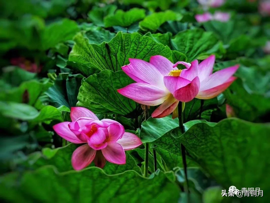 写作班里学风浓 空中课堂诗花香