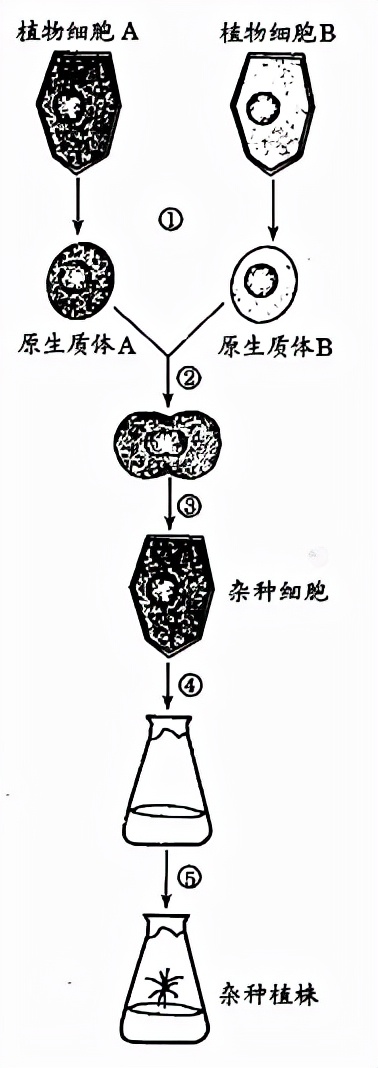 植物体细胞杂交技术的原理（细胞工程知识点汇总详细讲解）