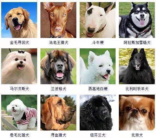 旧书记（三）:宠物狗（Top50 American Kennel Club Registrations)