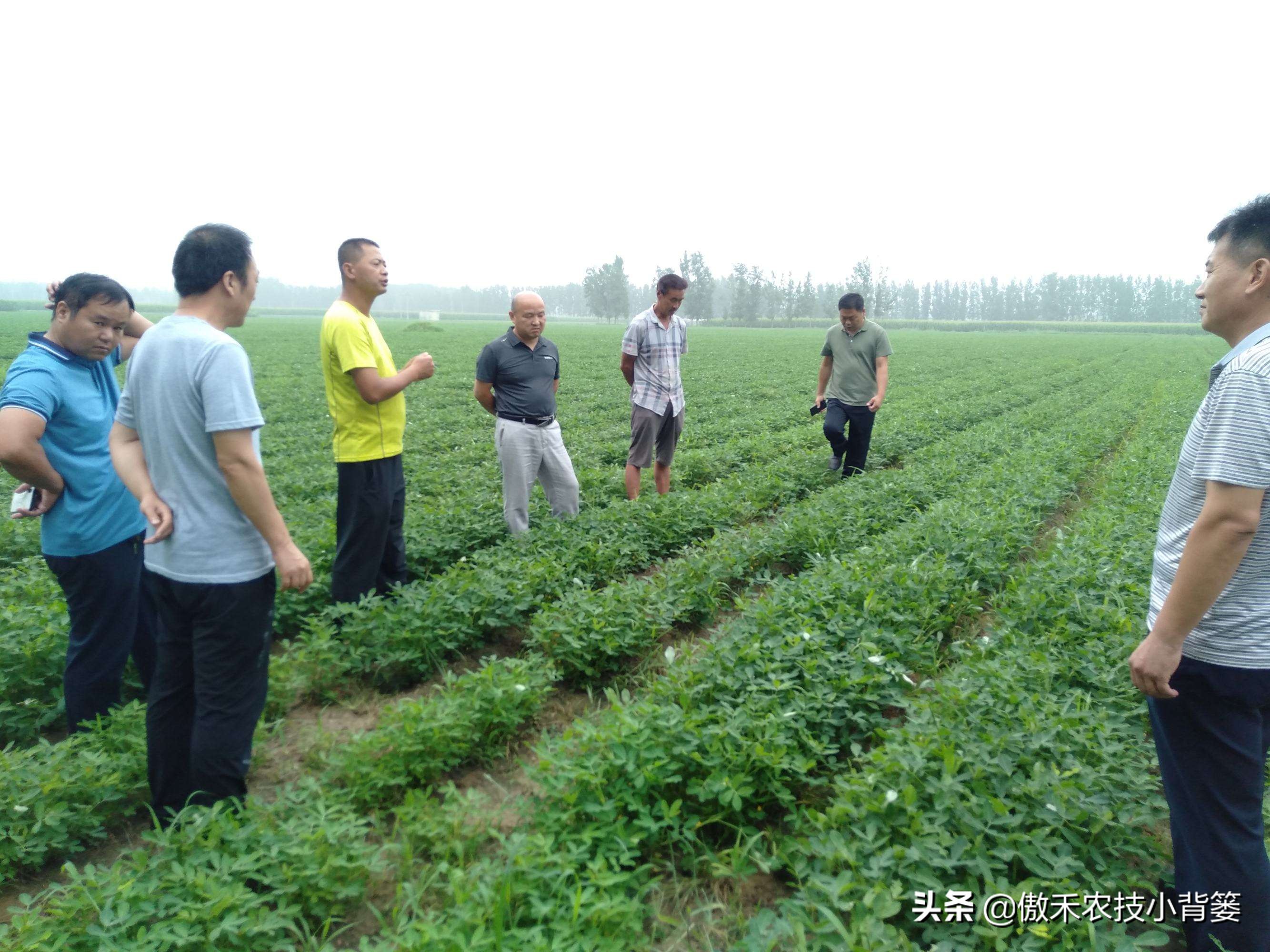 花生行距株距是多少（花生行距株距是多少一株几立种子）-第11张图片-科灵网