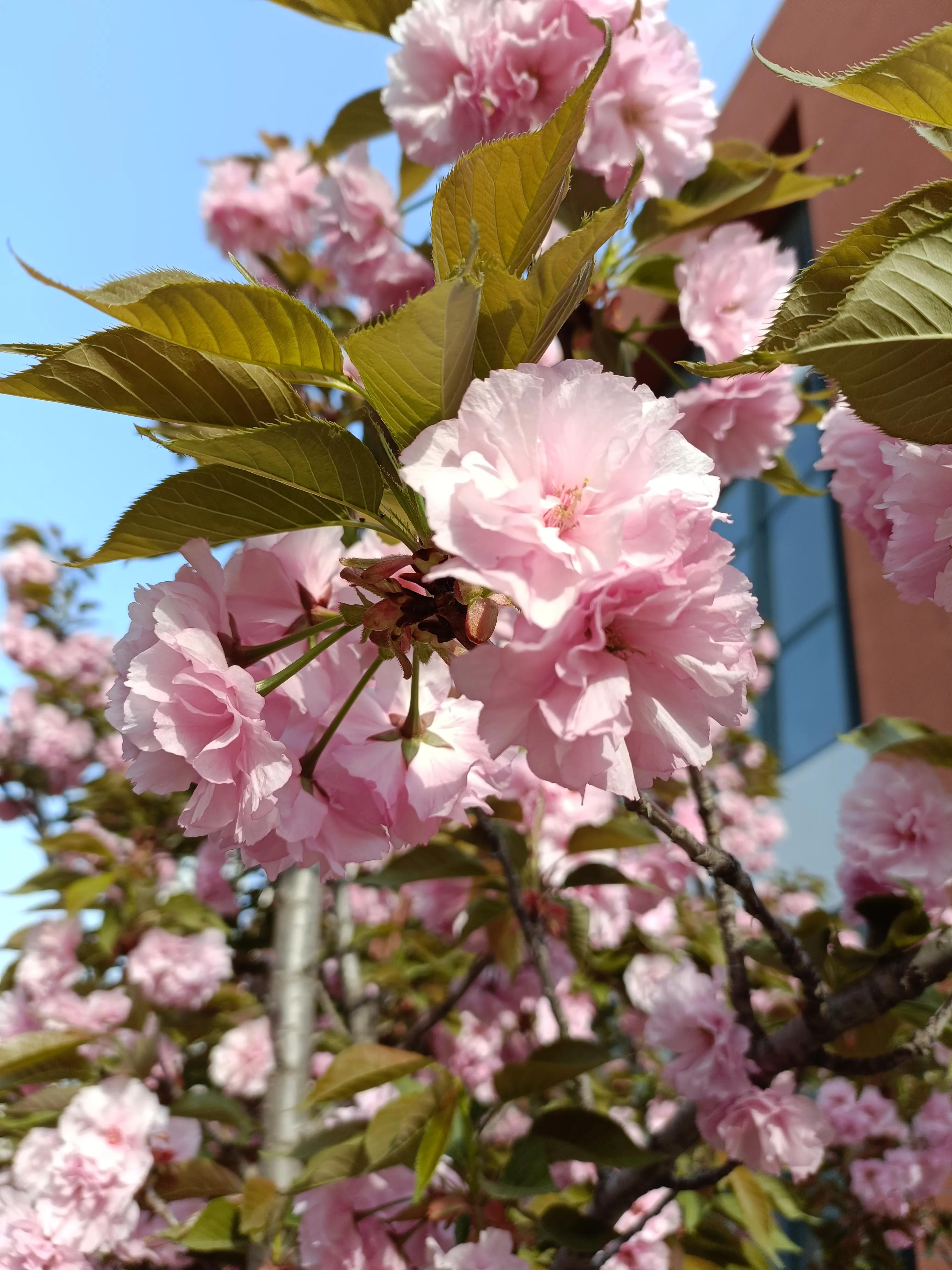 春到校园，花开烂漫