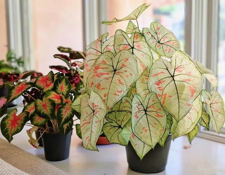 家里光照不足，建议养这10种“耐阴花”，有点散光就能长得很美