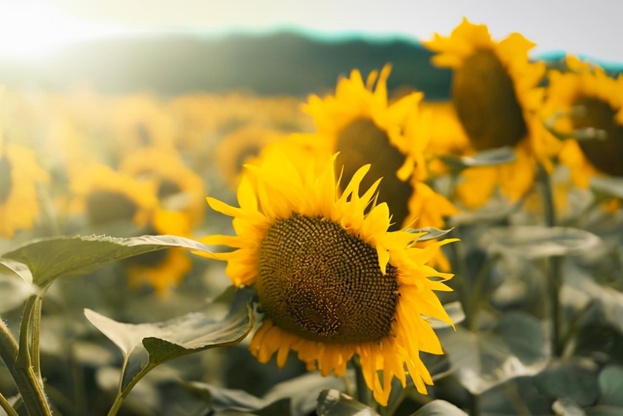 撩中年女人的最好方法：在微信上发三句话