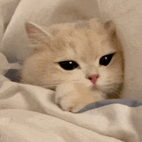 网红薄荷猫咪表情包|猪猪发呆