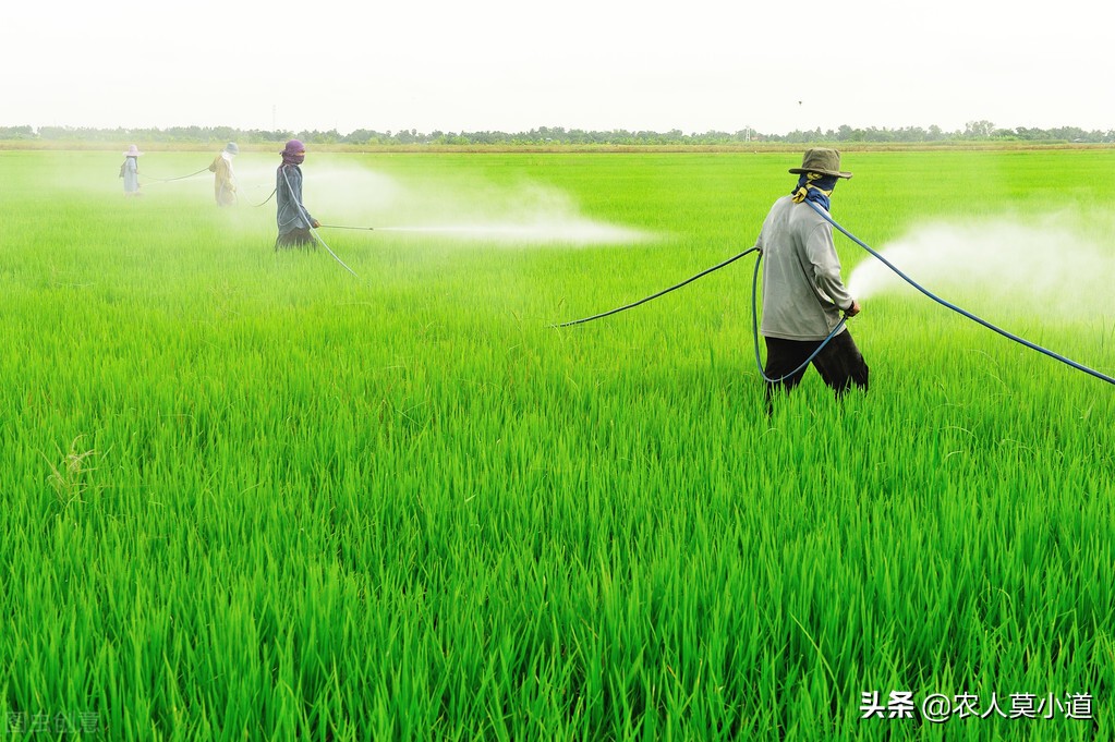 相关部门发布水稻收购价格上调，农民为何没有强烈的反应呢？