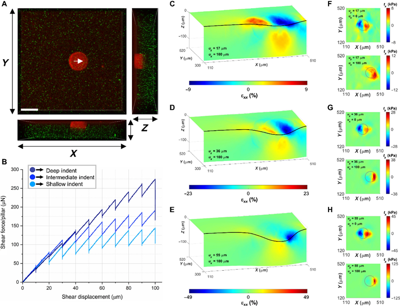 局部横向接触控制水凝胶基底上微图案表面的剪切牵引力