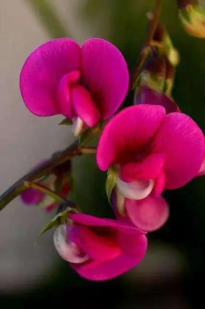 豌豆花 花開有時 76 天天看點