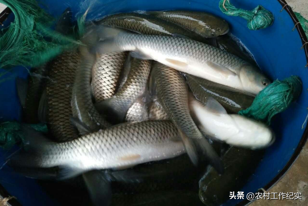 草魚今日市價多少(今日草魚多少錢一斤)