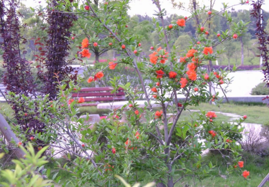 江西这所211大学，分数不高，在外省名气不大，但在本地很吃香