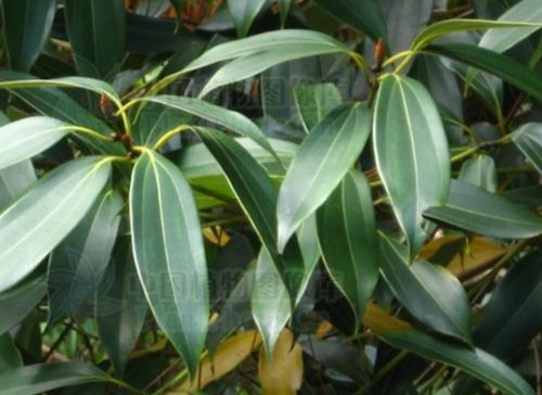 subavenium),柴桂(c.