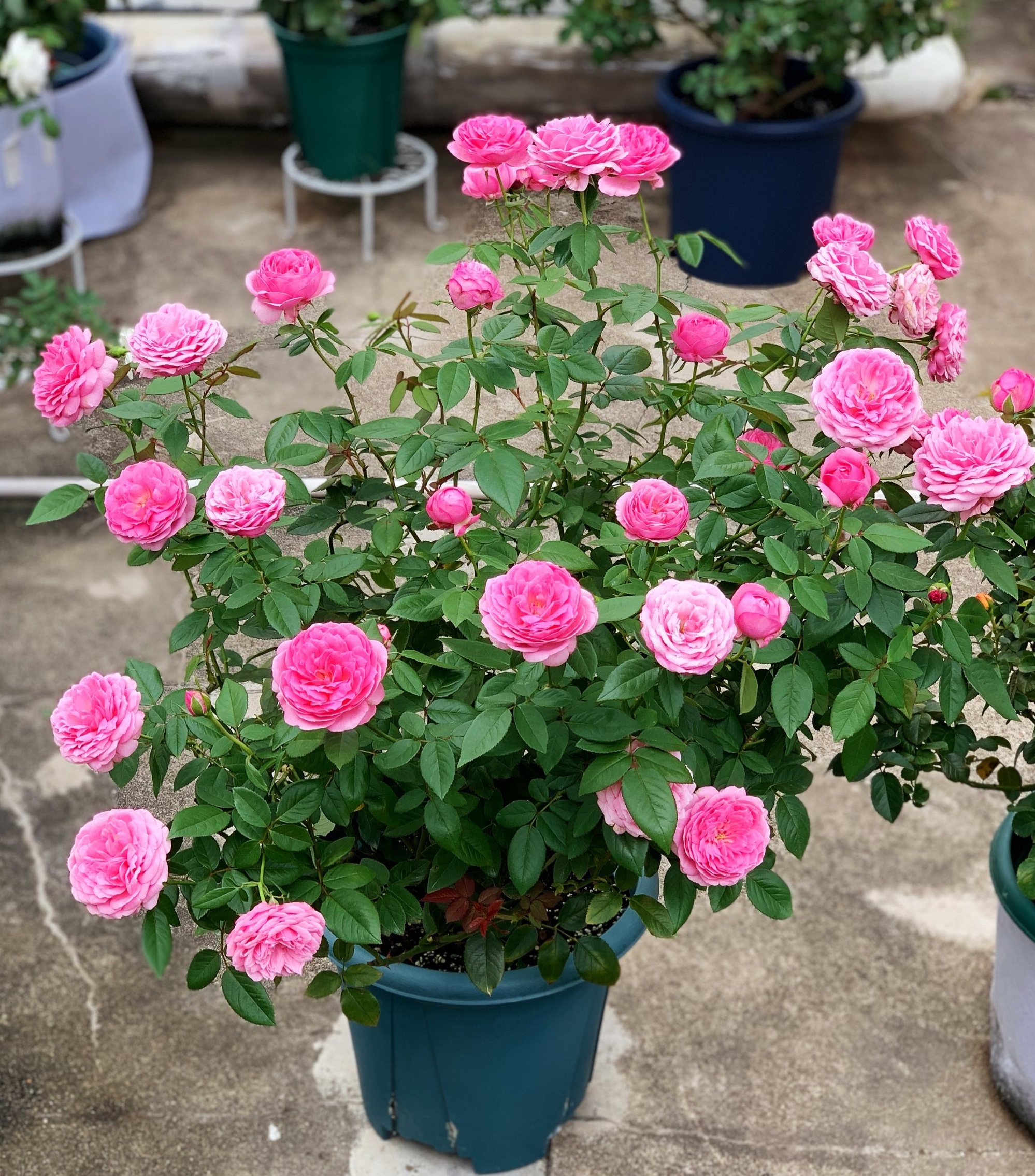 又耐阴又丰花的月季(适合阳台养的微型月季京)-最美岛