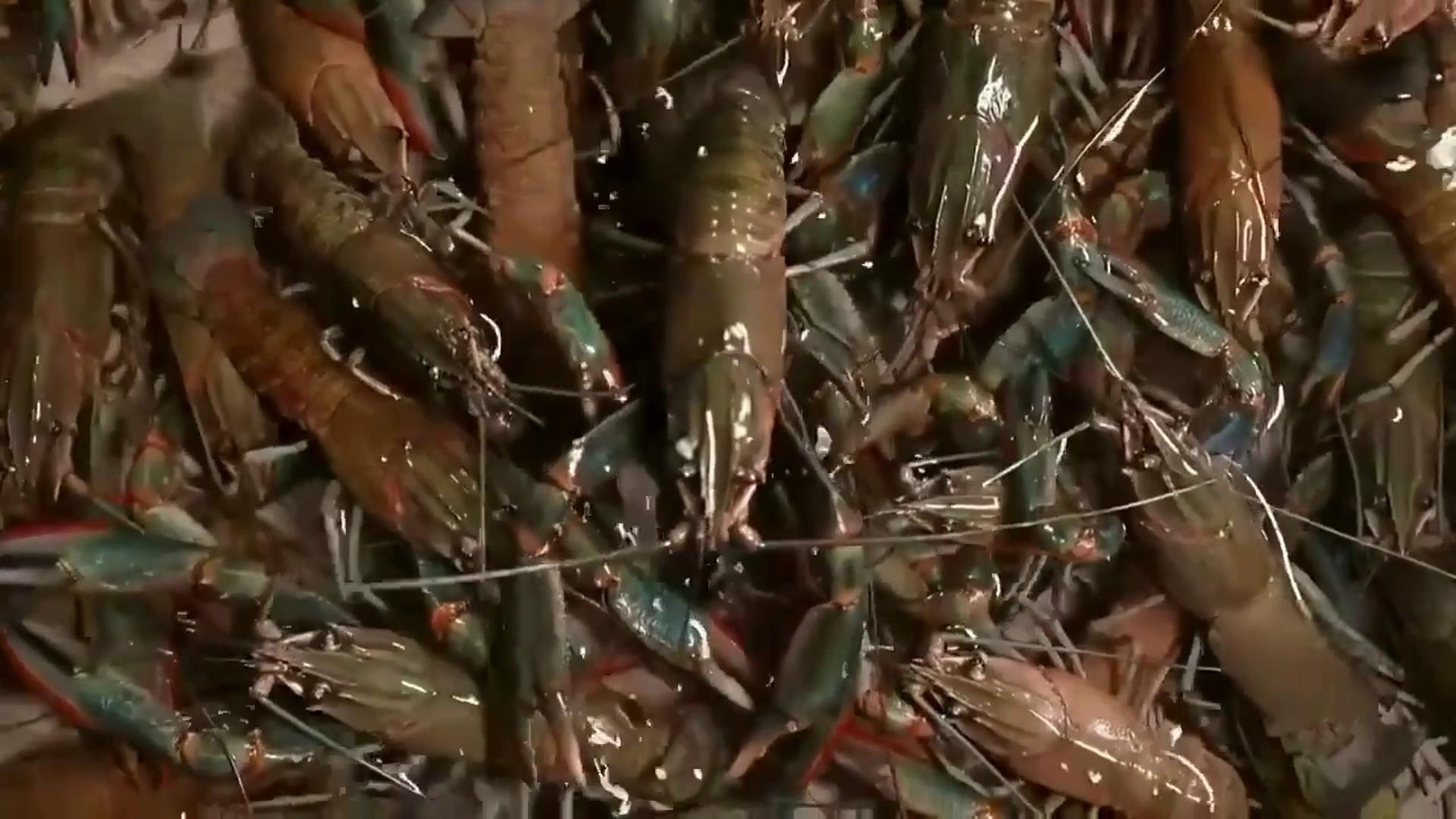 300多斤的龙虾长什么样(蓝色龙虾80元一斤，一年卖出2000万元，他是如何翻身的？)