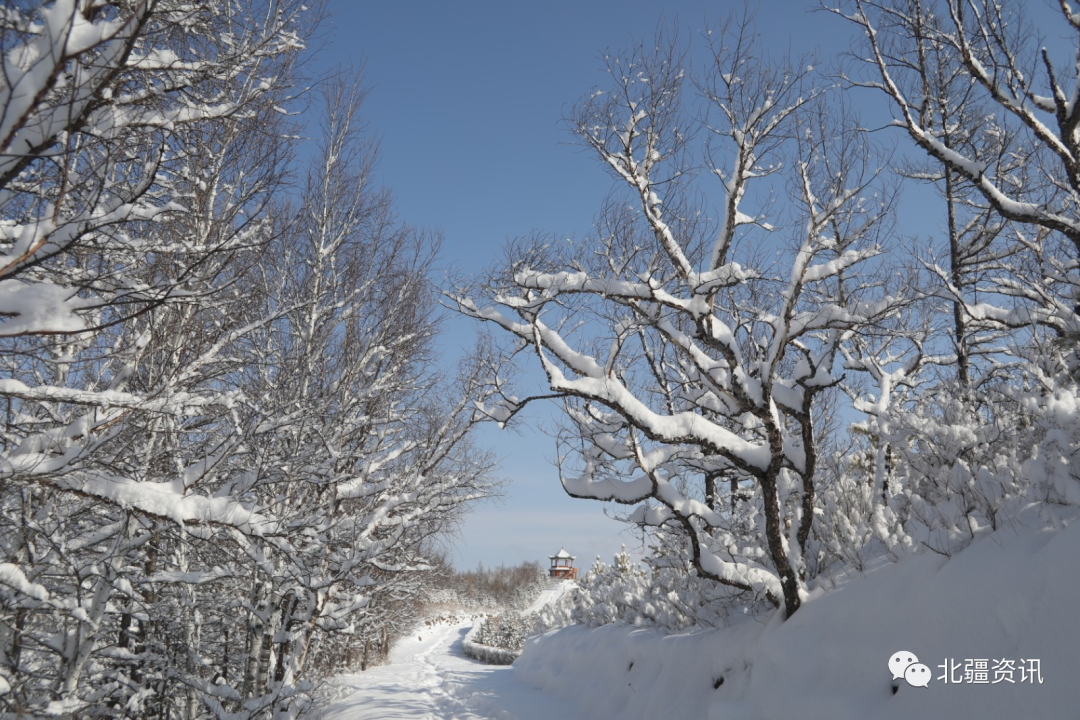 美图！三月春雪添诗意 玉树琼瑶美“出圈”