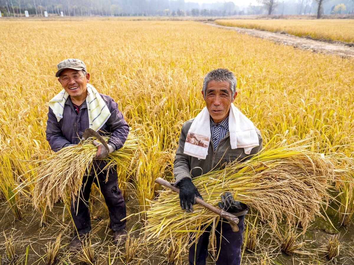 水稻价格止跌反涨，上涨1毛钱，11月12日最新水稻价格
