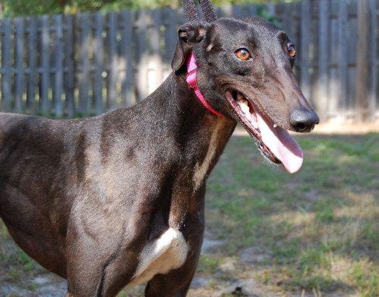 细狗什么意思 中国细犬多少钱一只-百联百科