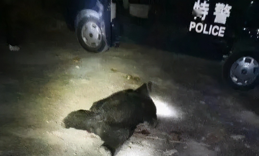 黑熊有多聪明？动物园里被怀疑人类假扮，野生熊作案杀害3位村民