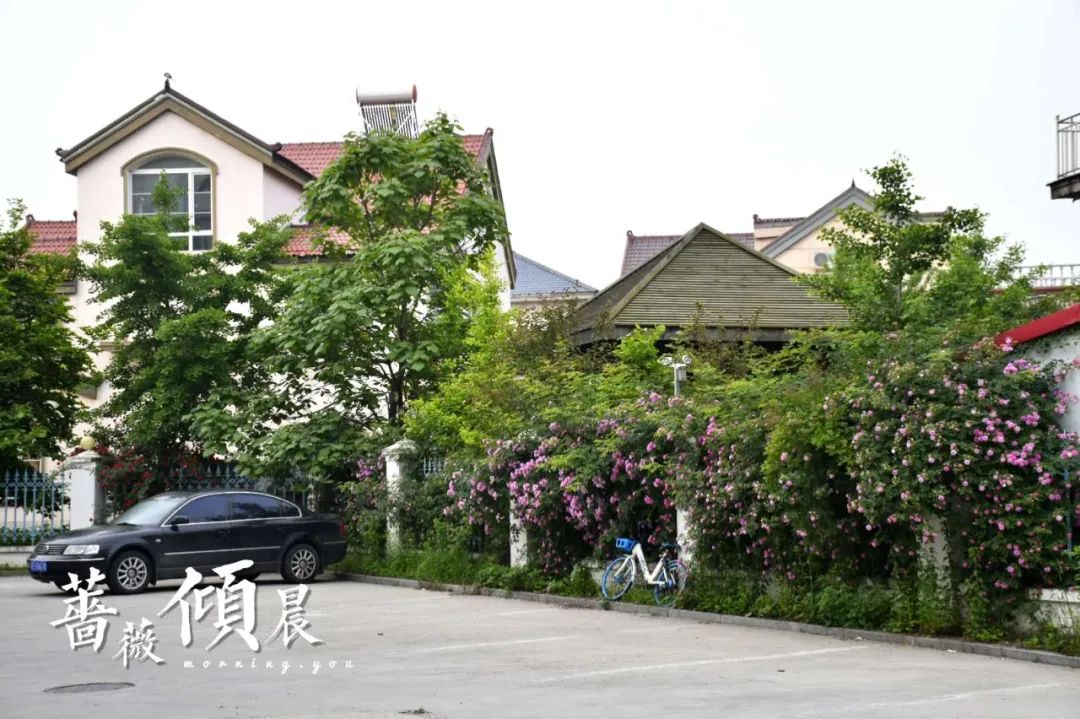 丹东这一地儿入选全国十大赏樱地！赏花攻略提前收藏