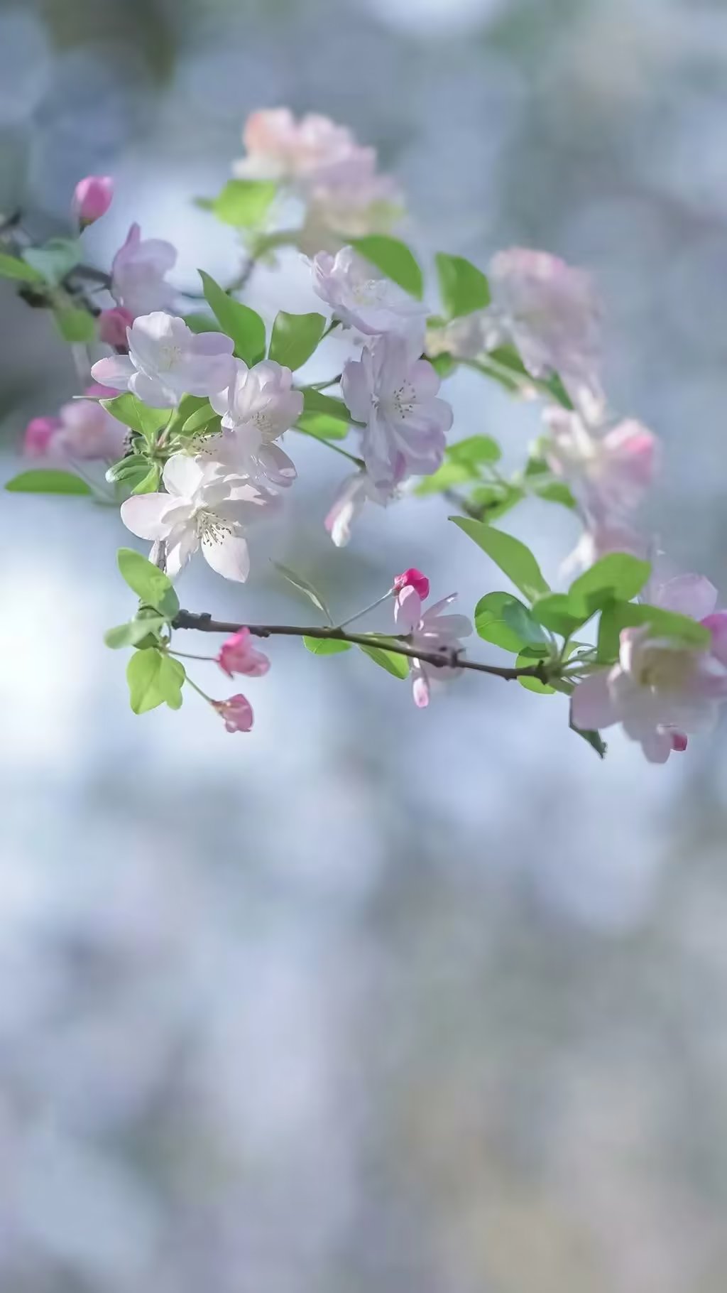 春天花开的唯美句经典,春天花开的唯美句子