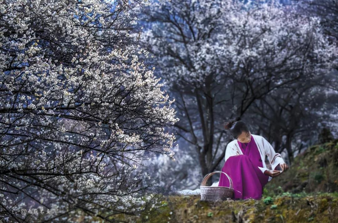 平通梅林 万亩梅园 十里花海 天天看点