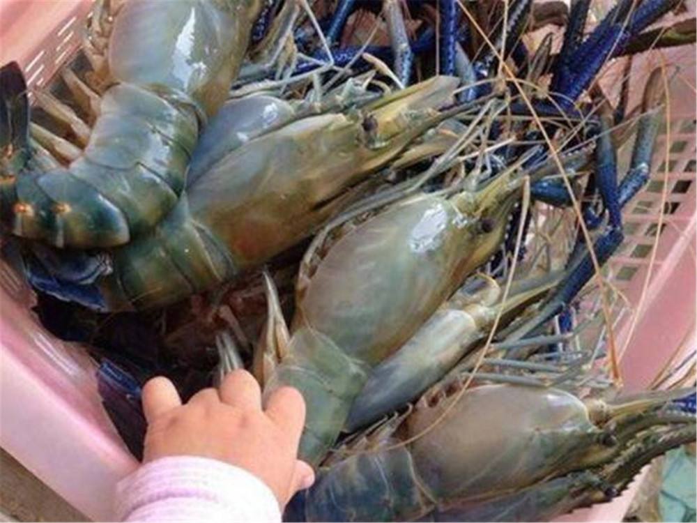 越南一种生物泛滥成灾,当地人被逼疯了,网友:让中国吃货去解决