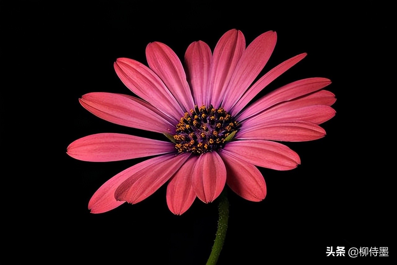 手机拍花朵,如何拍出高级感?专业摄影师教你提升照片质量