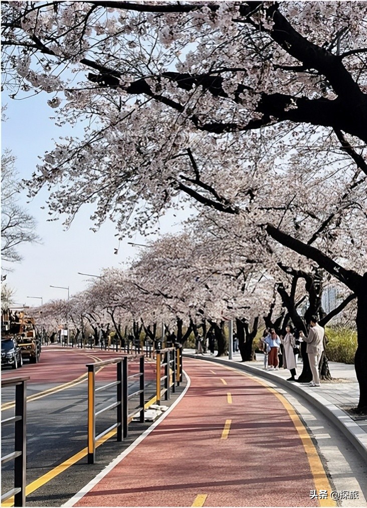 云游一波！韩国赏樱“前线”发来情报